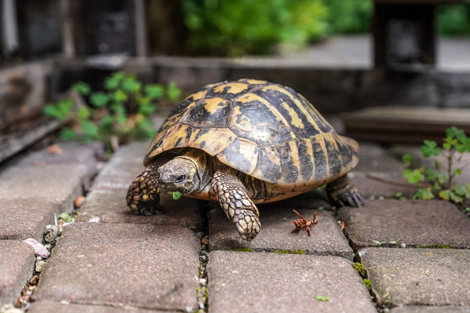 Das Oberhaupt der Schildkrötenfamilie.