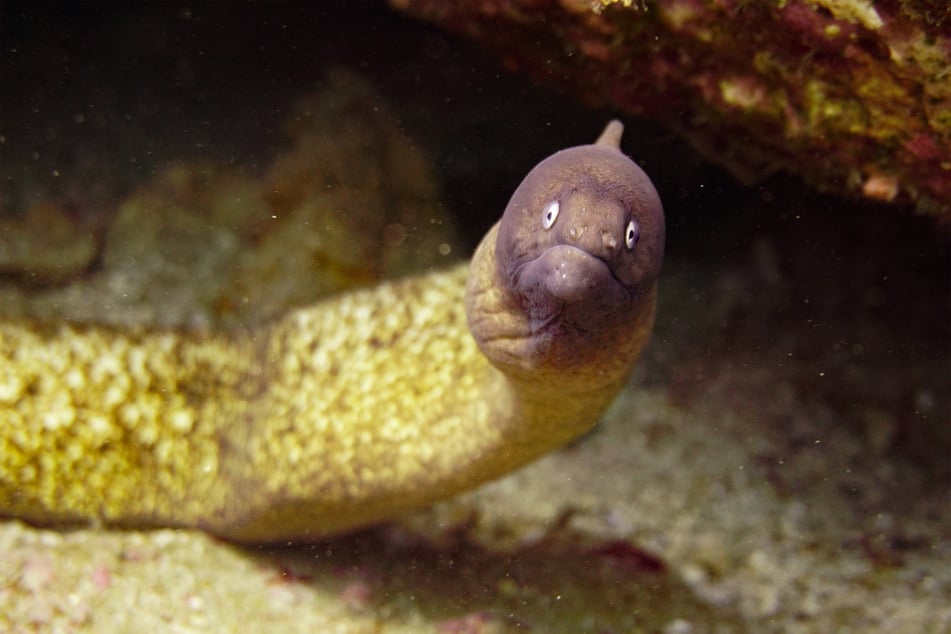European eels have possibly the best sense of smell in the world.