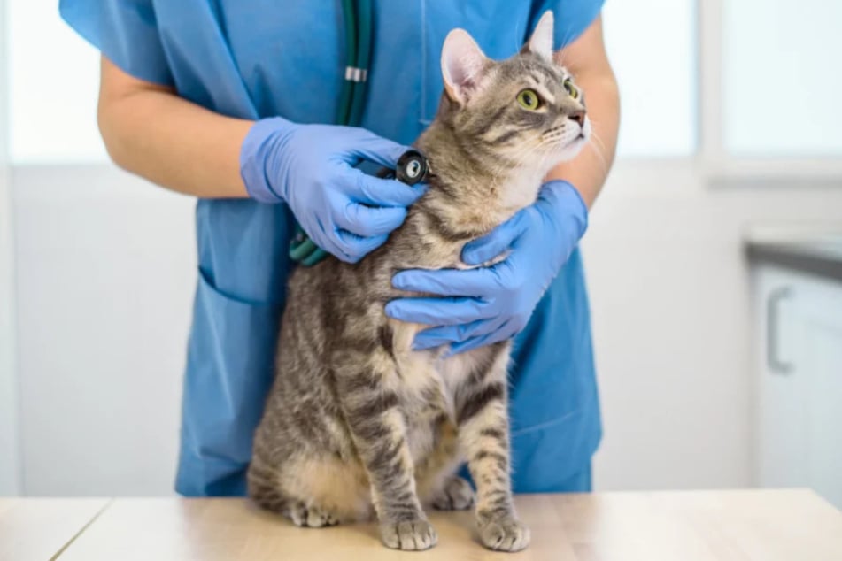 Auch beim tierischen Notfall gibt es einen Bereitschaftsdienst in Chemnitz. (Symbolbild)