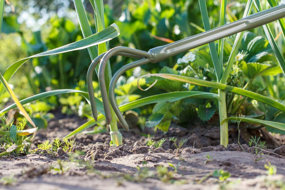 Um Knoblauch zu ernten, sollte man die Erde mit einer Grabegabel auflockern.