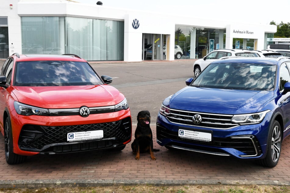 Hermann ist der tierische Gutachter vor Ort und hat sich gemeinsam mit gleich zwei VW Tiguan Modellen vor die Linse getraut.