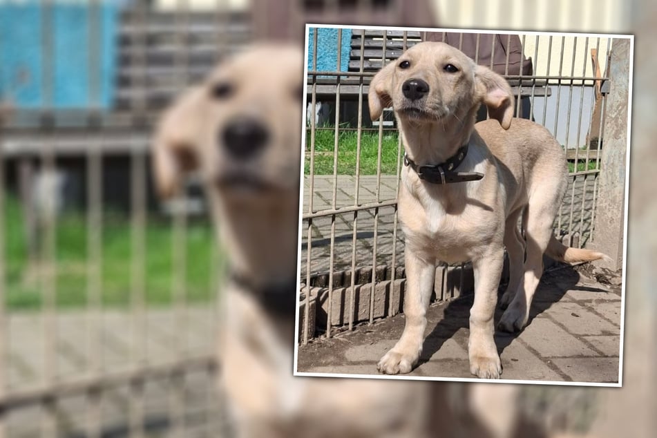 Vernachlässigt und abgegeben: Süßes Welpenmädchen ist bereit zu lernen