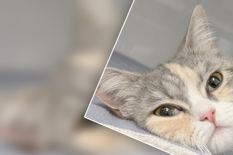Lebenszeichen von Vierfach-Mama: So geht es Katze Caramel nach dramatischer Not-Operation