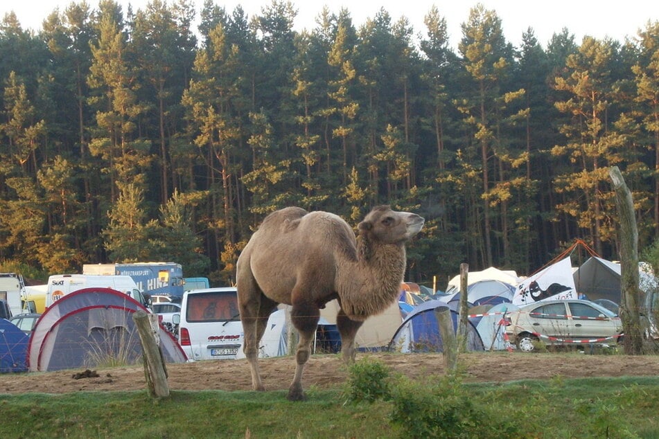 Auf dem Campingplatz des "Folklorum" trieben sich Diebe herum.