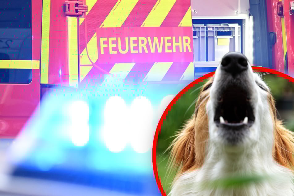 Hunde alarmieren Bewohner: Flammeninferno verschlingt Doppelhaus