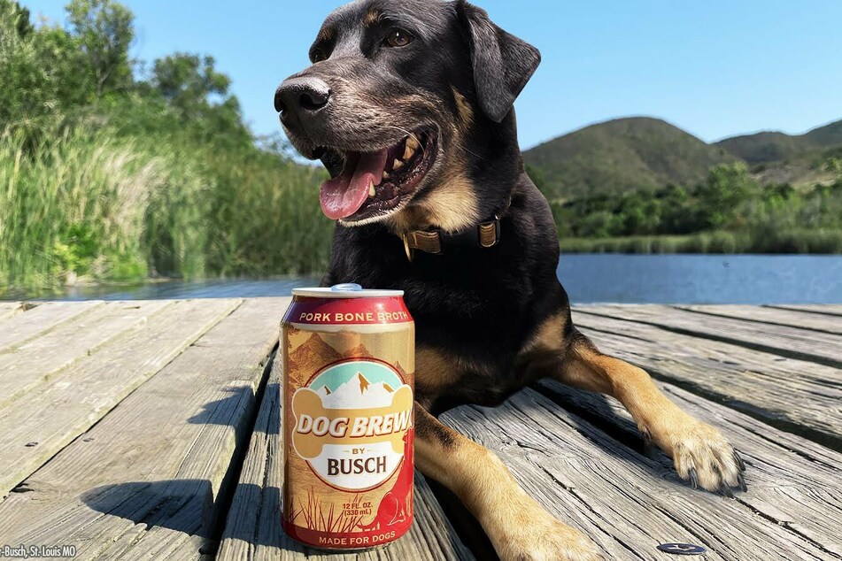 Bier für Hunde: Das hat es mit dem Getränk auf sich