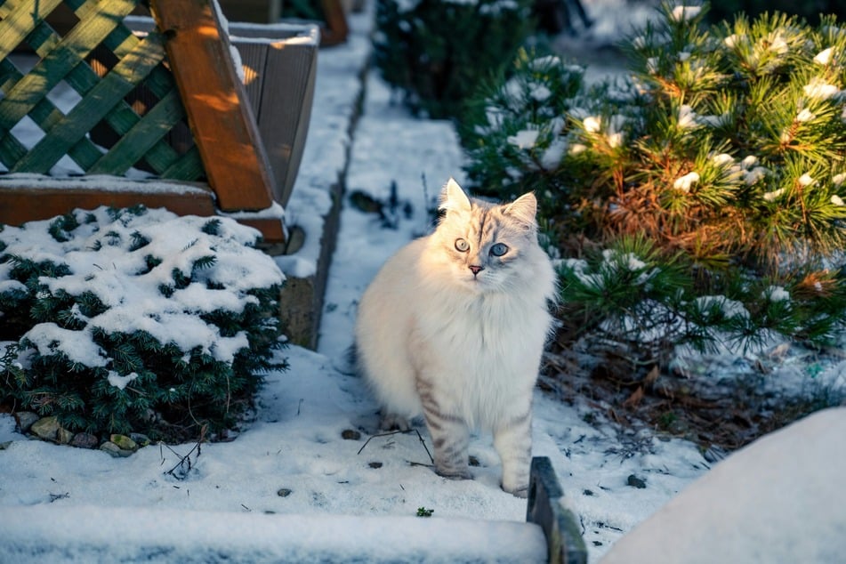 There has been a long-standing debate over whether cats should go outside.