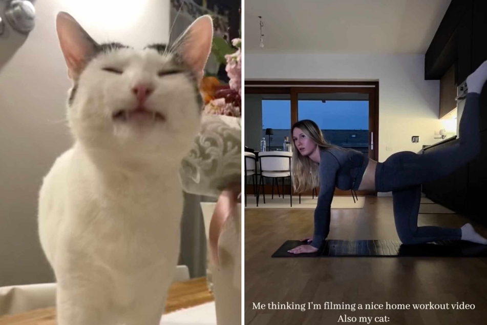 This cat decided that it wanted to be the star of the show for its owner's homemade workout video! What do you think – did the kitty steal the spotlight?