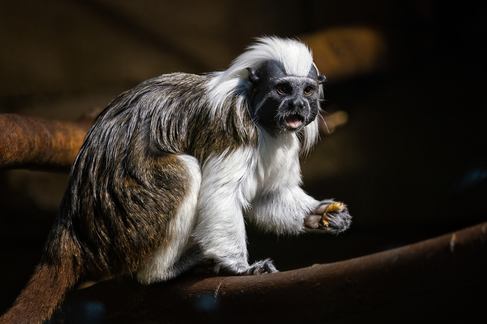 Wer sich für Affen aller Art interessiert, kann am Wochenende in Leipzig viel Wissenswertes über die Tiere erfahren.