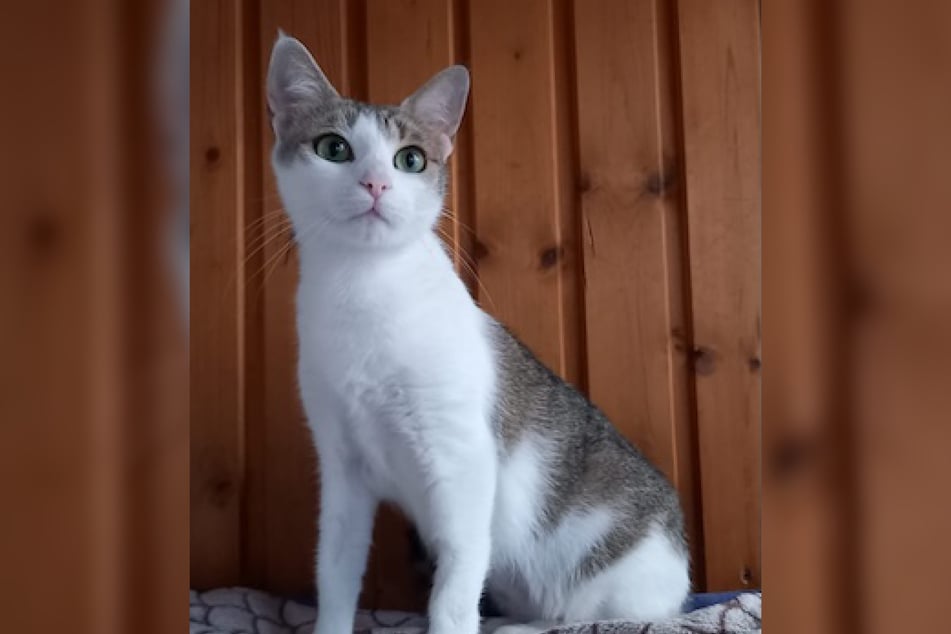 Haily ist eine Europäisch-Kurzhaar-Katze und etwa zwei Jahre alt.