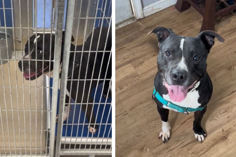Hund kommt nach 500 Tierheim-Tagen in Familie: Tage später bricht Pflegern das Herz