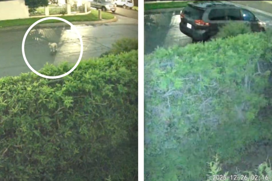 Frau checkt ihre Überwachungskamera und ist entsetzt, was sie dort sieht