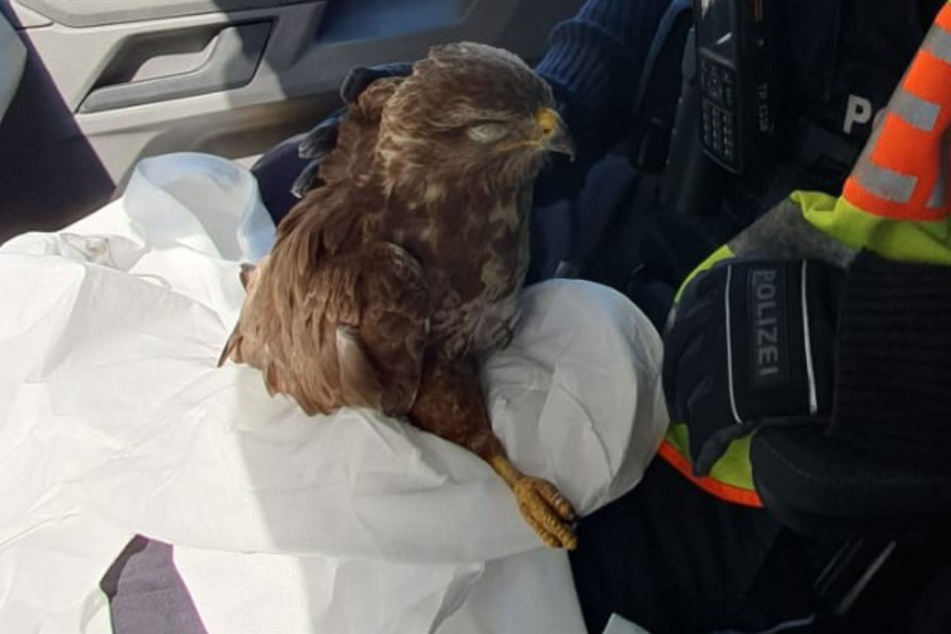 Die Polizisten sammelten den verletzten Falken ein und fuhren mit ihm zur Tierrettung.