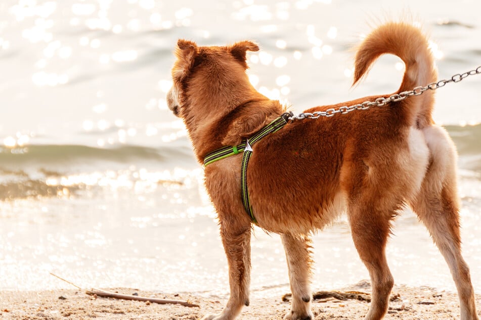 Tierärztin warnt vor versteckten Gefahren für Hunde am Strand