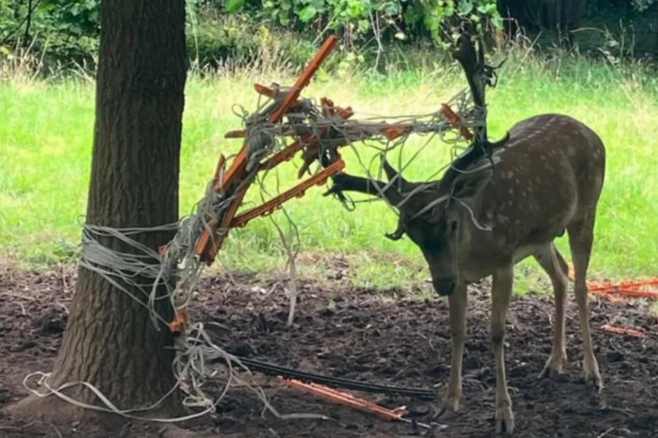 Der Hirsch hatte sich im Teilstück eines Zauns verheddert.