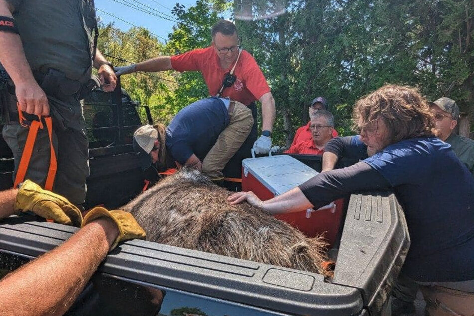The 400 pound moose was loaded onto a transporter, treated, and released.