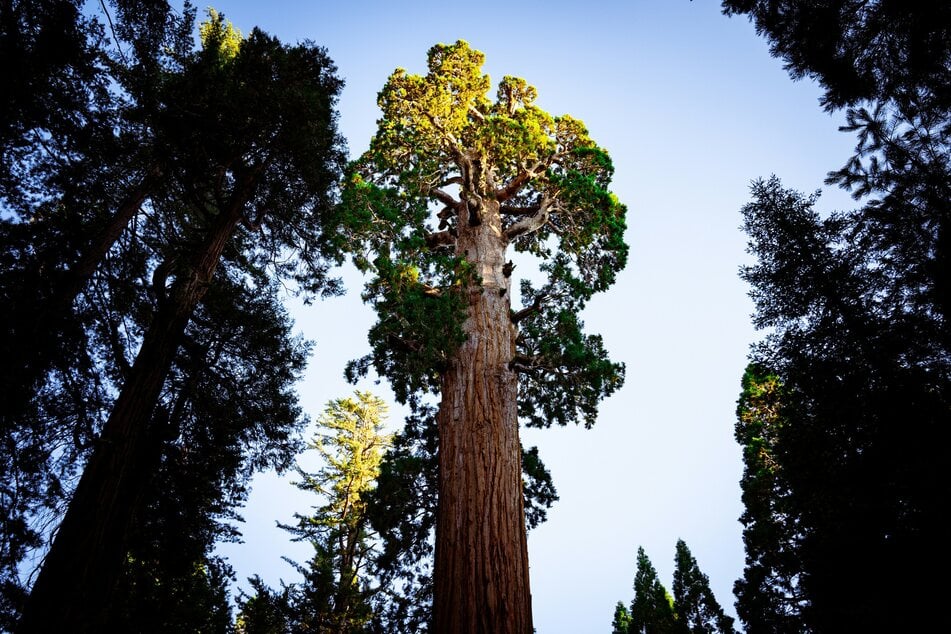 Der General Grant Tree trägt seit 1926 den Titel "Weihnachtsbaum der Nation".