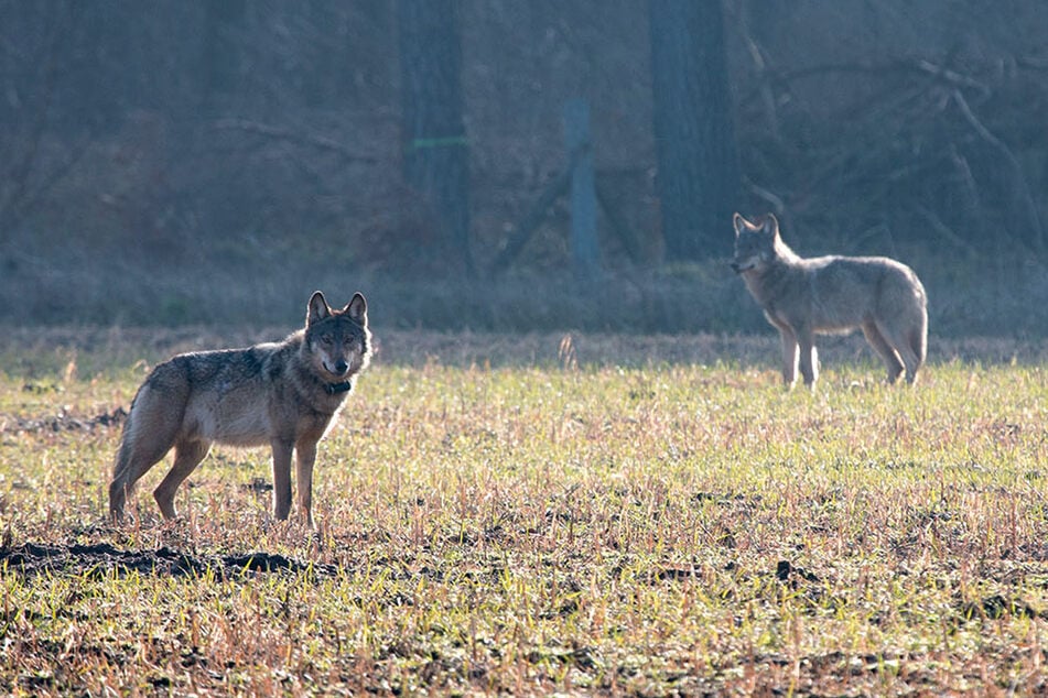 Der Wolf gehört zu den besonders und streng geschützten Arten in Deutschland.