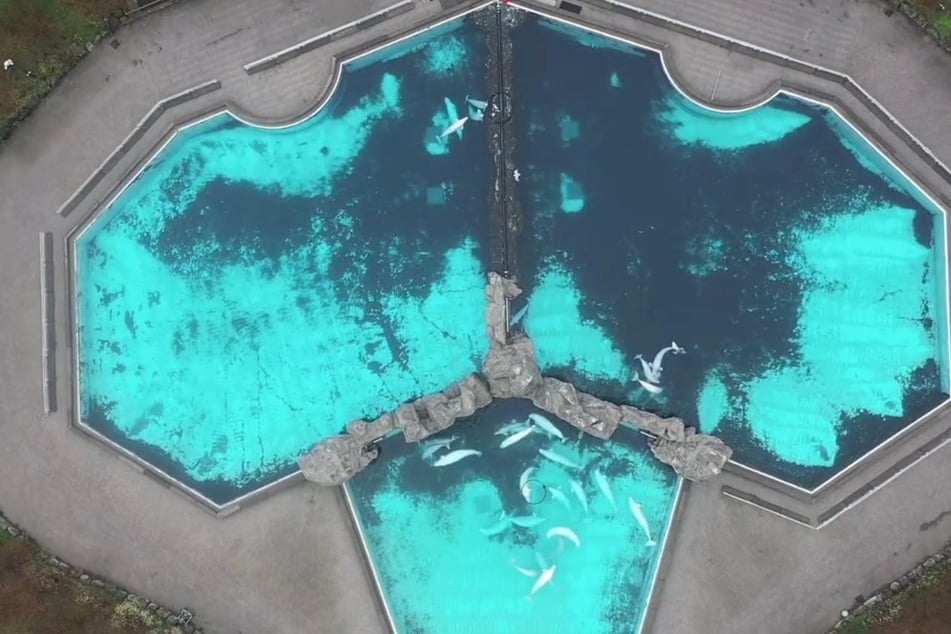 Luftaufnahme der Beluga-Wale im Marineland.
