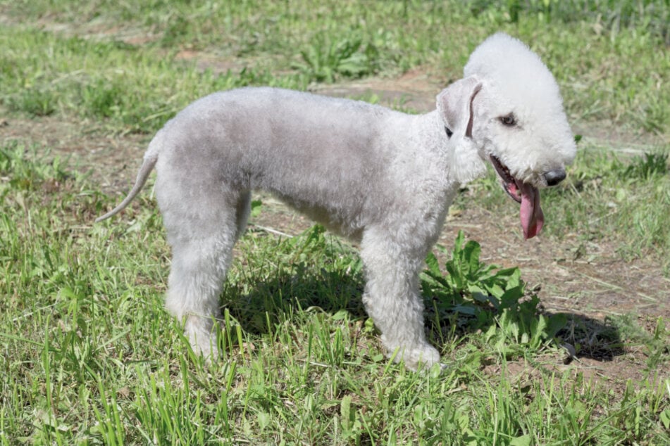 The Bedlington Terrier is actually surprisingly popular in Great Britain.