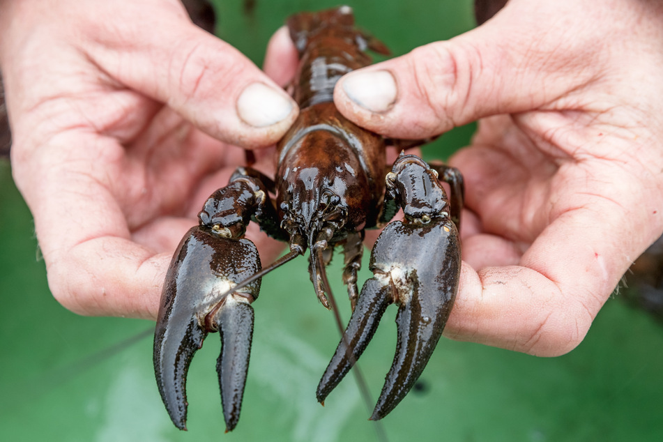Der Signalkrebs stellt eine Gefahr für seine streng geschützten einheimischen Verwandten dar.