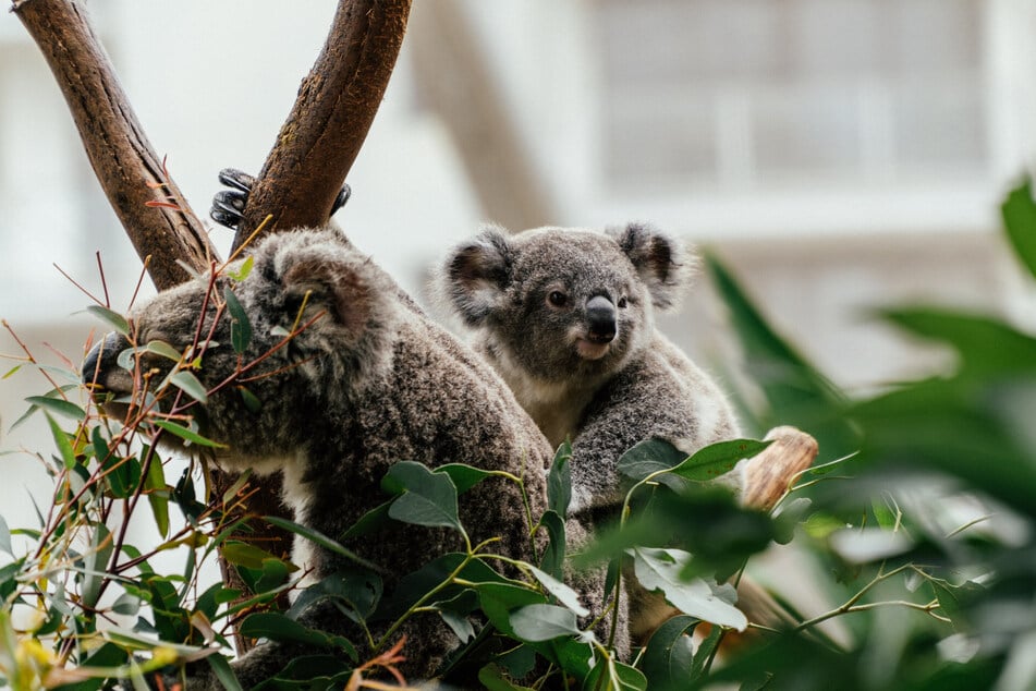 Koalas are dying off at a rapid pace, and chlamydia is a large factor in this decline.