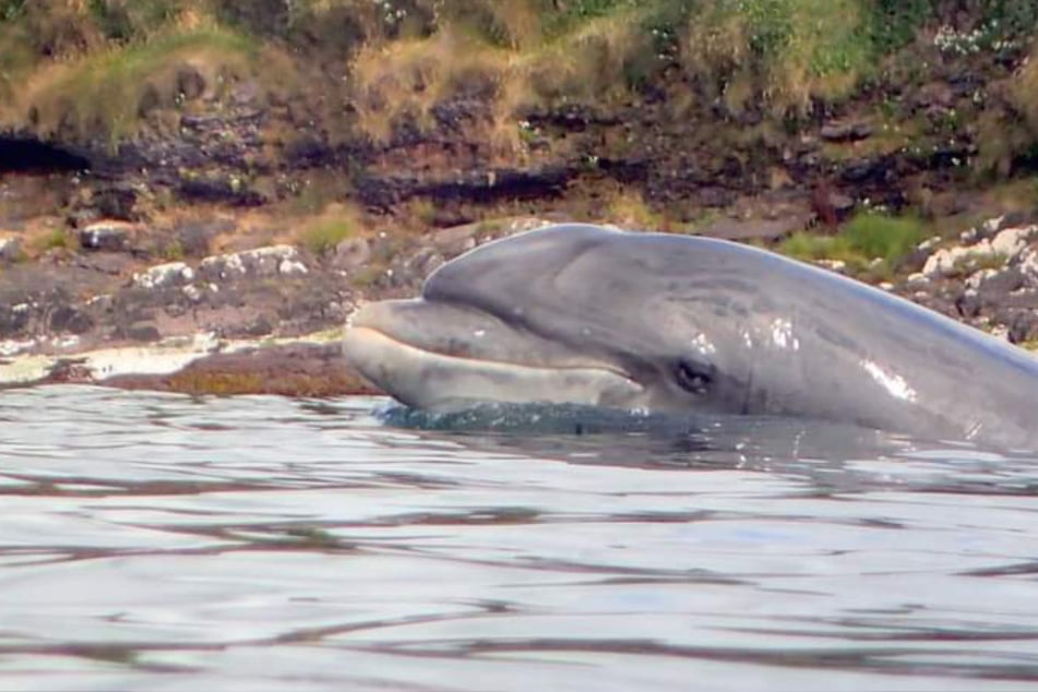 A whole Irish town is searching for a dolphin named Fungie