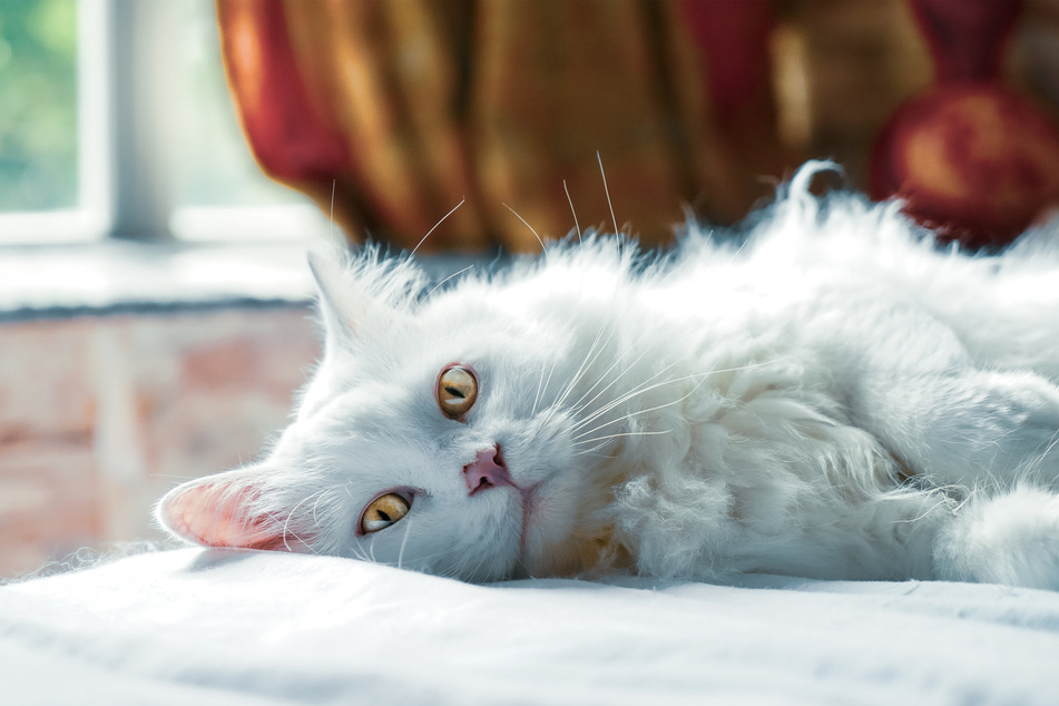 A cat's health will noticeably improve once it is receiving treatment for hypothyroidism.