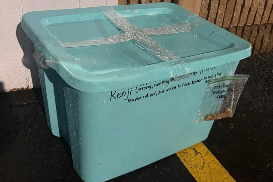 Tierarzt-Mitarbeiter finden zugeklebte Plastikbox mit seltsamer Notiz: Wer darin hockt, erstaunt sie