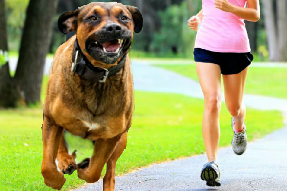Eine Joggerin wurde in Ostsachsen von einem Hund gebissen und musste ins Krankenhaus. (Bildmontage)