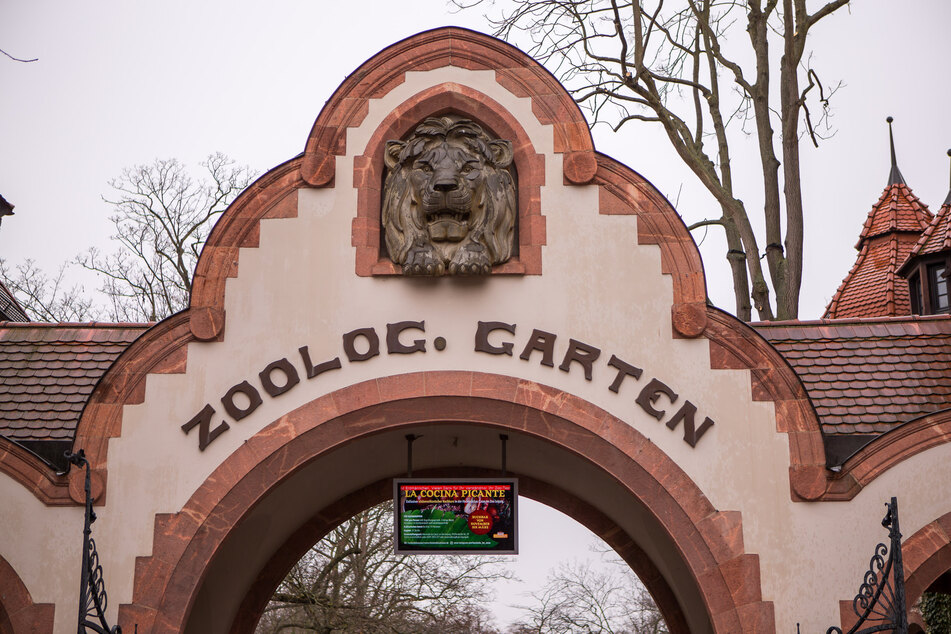 Der Zoo Leipzig soll die Löwenzucht einstellen, fordert PETA.