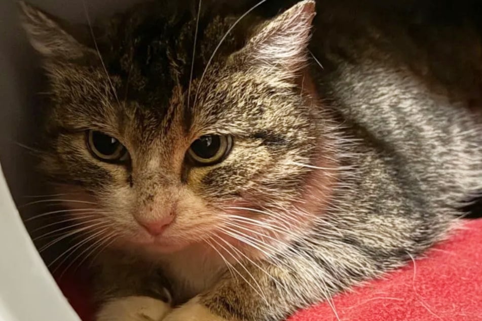 Die arme Vierbeinerin wurde von ihrem letzten Besitzer einfach zurückgelassen.