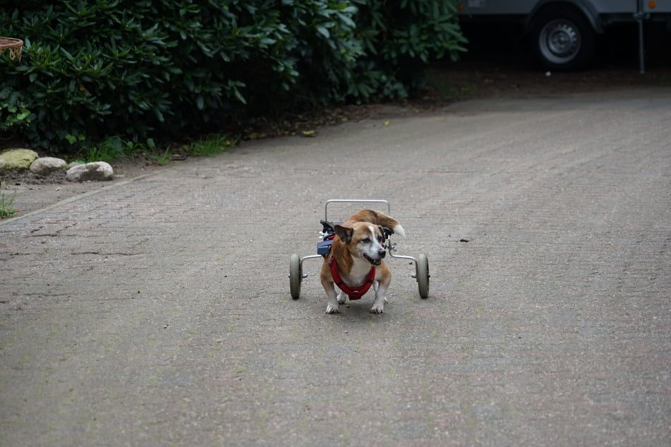 Wenn die Hunde mit ihren Rollis über den Hof flitzen, ist es kaum vorstellbar, dass viele von ihnen eigentlich hätten eingeschläfert werden sollen.