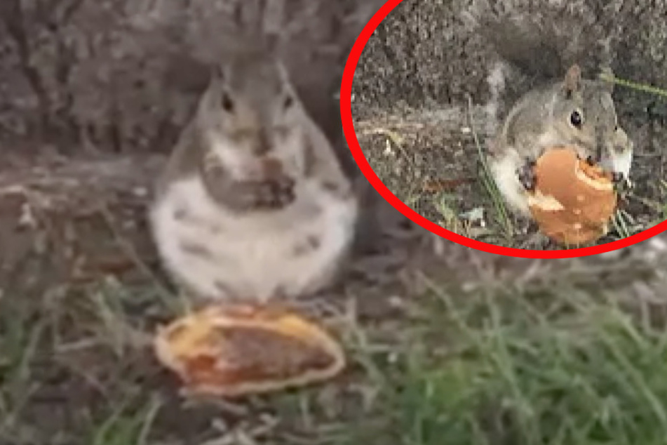 Squirrel filmed eating its weight in cheeseburger!