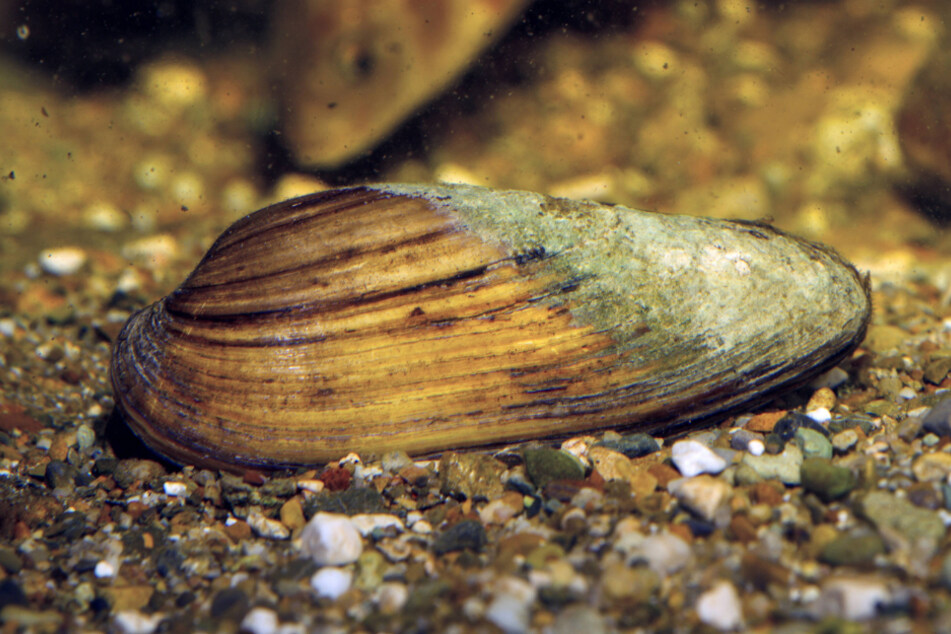 Das Team forschte an Malermuscheln.