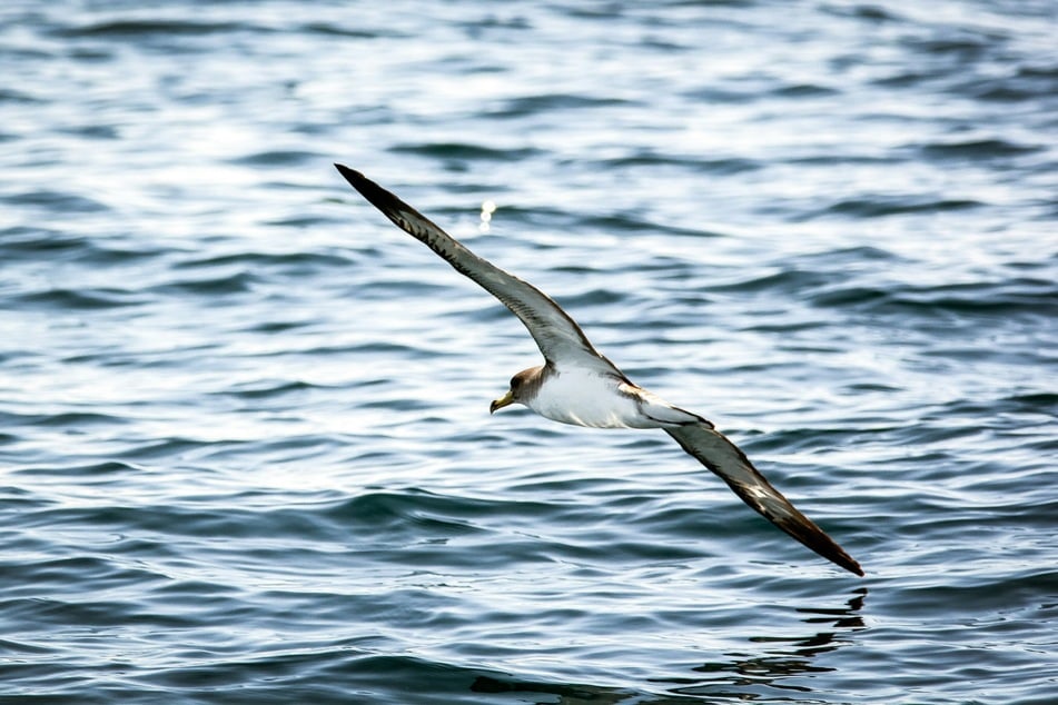 According to a worst case warming scenario, four seabird species will face a higher risk of extinction.