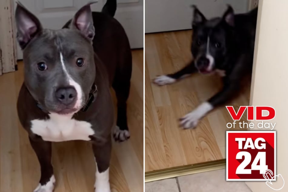 A TikToker "rage baited" his dog with fake barks – and the pup's confused face is priceless!