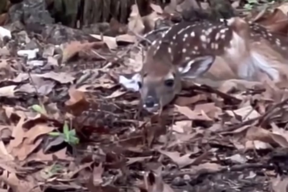 Im Wald fand ein Paar aus Missouri ein krankes Rehkitz. Sie entschieden, sich dem Baby anzunehmen.