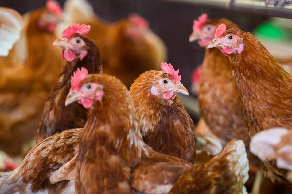 Grausame Tat: Tierquäler erstickt sechs Hühner in Pappkarton!
