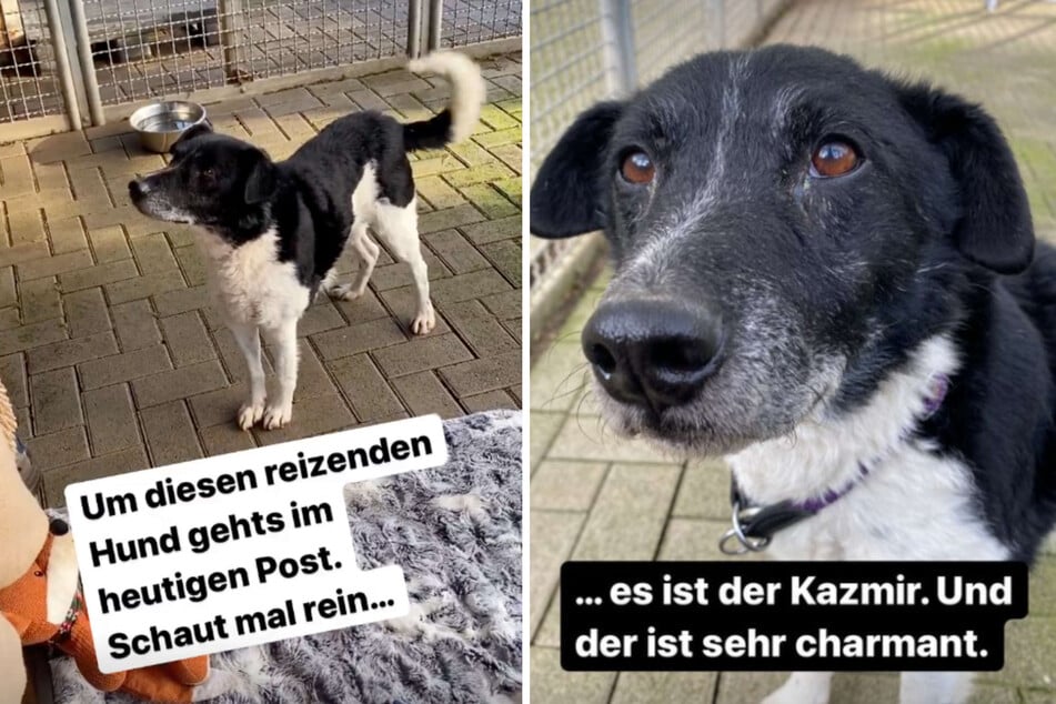 Hund "Kazmir" lebt derzeit im Tierheim in Köln-Dellbrück. Dort soll der Rüde aber nicht für immer bleiben.