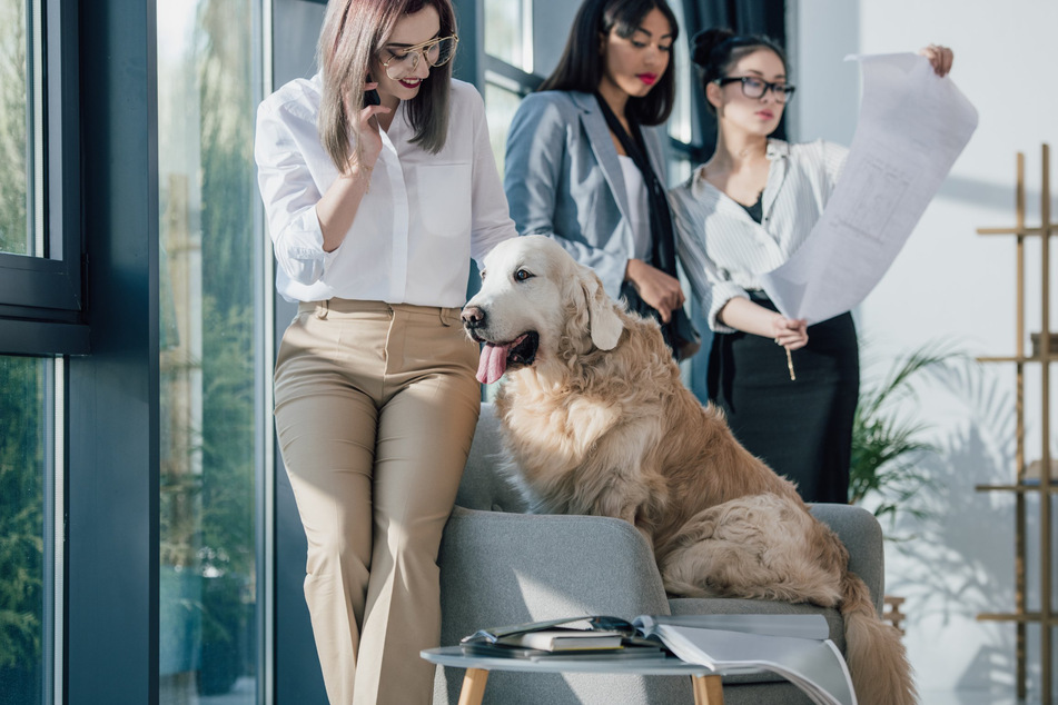 Friendly office dogs can actually promote teamwork and efficiency.