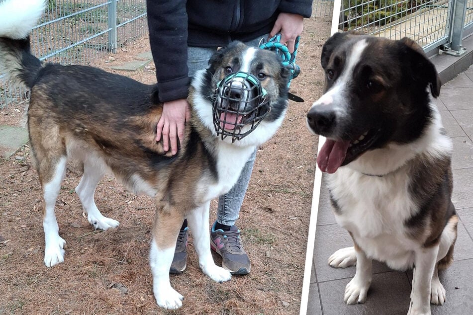 Lenny wünscht sich ein ruhiges Zuhause auf dem Land