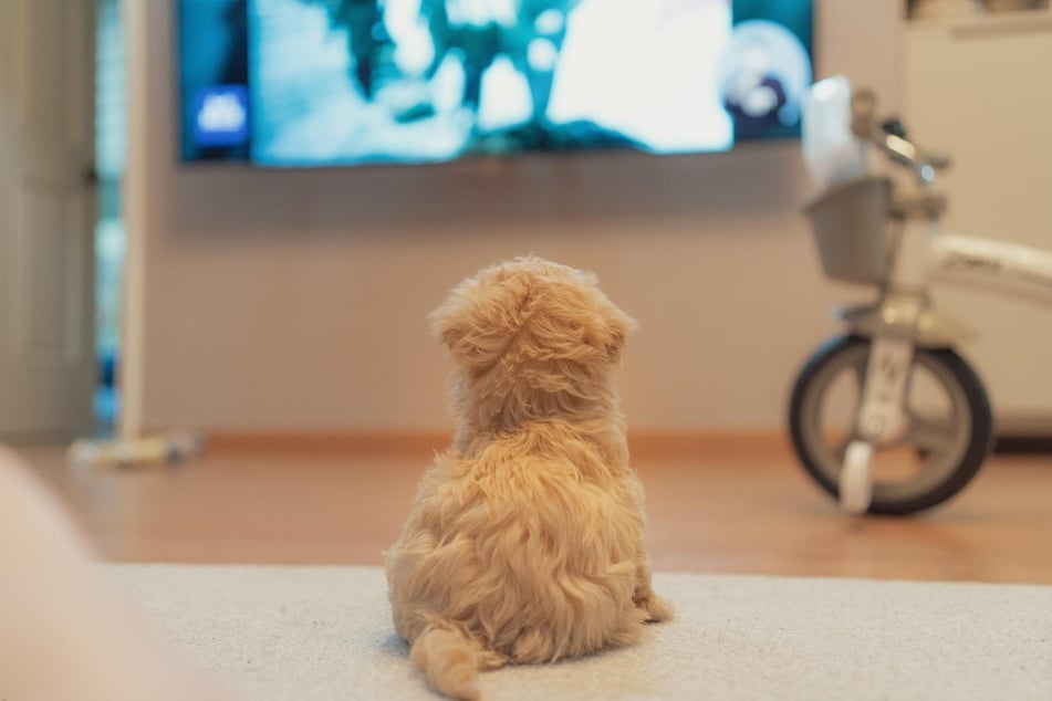 Hundehalter fragen sich oft, ob ihr Hund fernsehen kann.