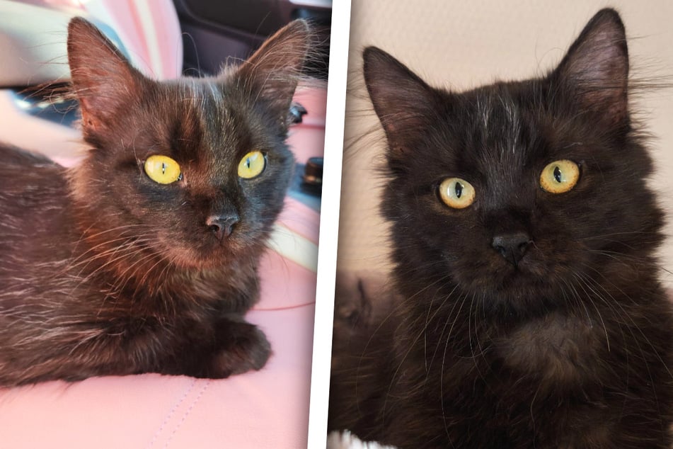 Kocur Miotła walczy o życie ...