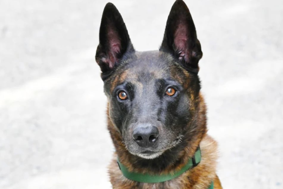 Malinois-Mix Apollo (8) aus dem Berliner Tierheim beherrscht die Grundkommandos bereits.