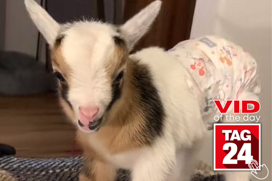 Today's Viral Video of the Day features an adorable baby goat wearing a diaper while disobeying his owner's orders.
