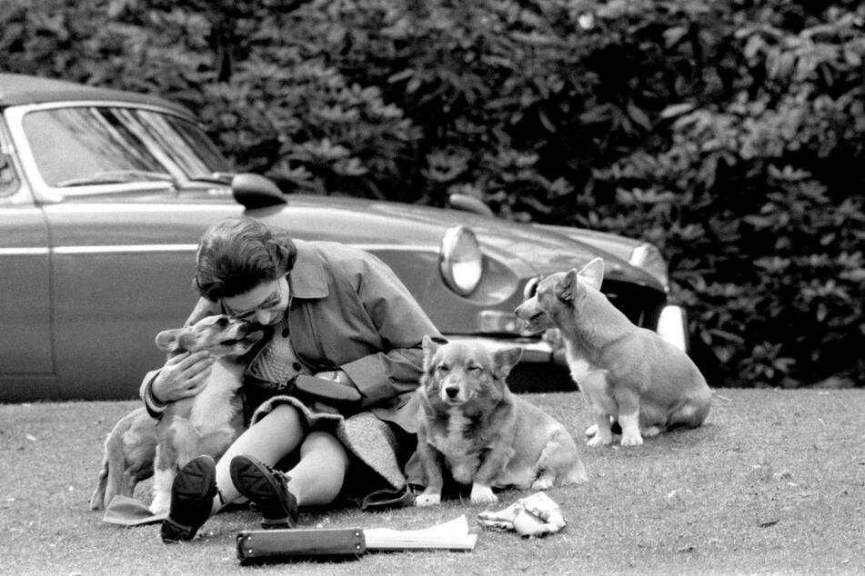 Die britische Königin Elizabeth II. hat schon seit Jahrzehnten eine Vorliebe für walisische Corgis. (Archivbild)