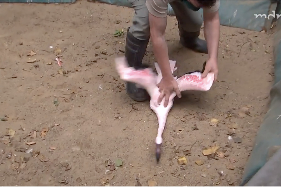 Tierpfleger Daniel Volkmann musste die rosa Tiere einfangen, um sie zu zählen.