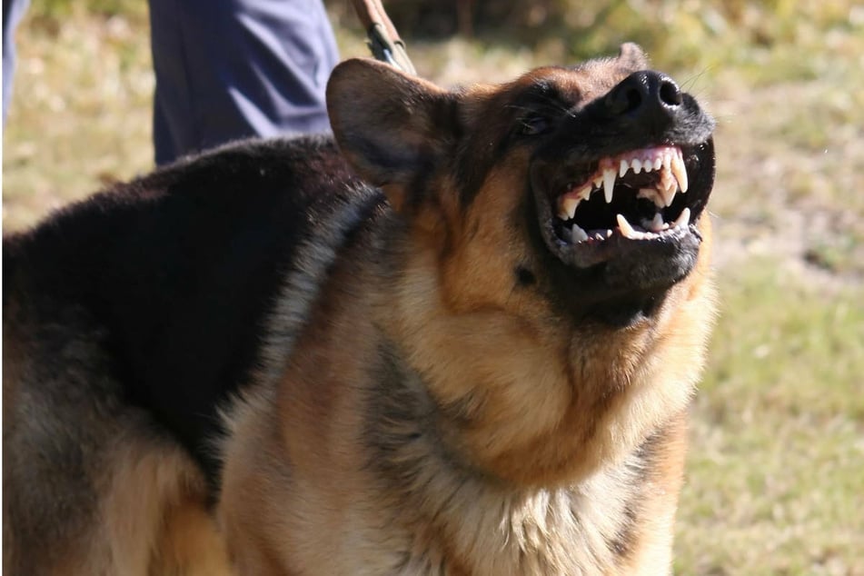 Der Hund hatte die Polizisten angegriffen und einen Beamten gebissen (Symbolbild).