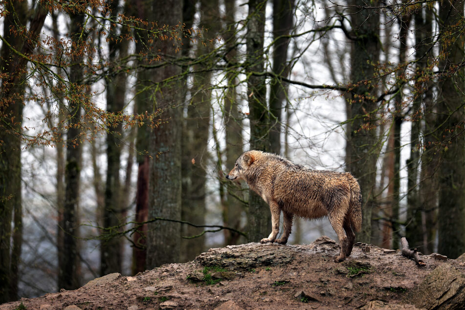 In einem Artenschutzzentrum wurde ein abgetrennter Kopf eines Wolfes aufgefunden. (Symbolbild)